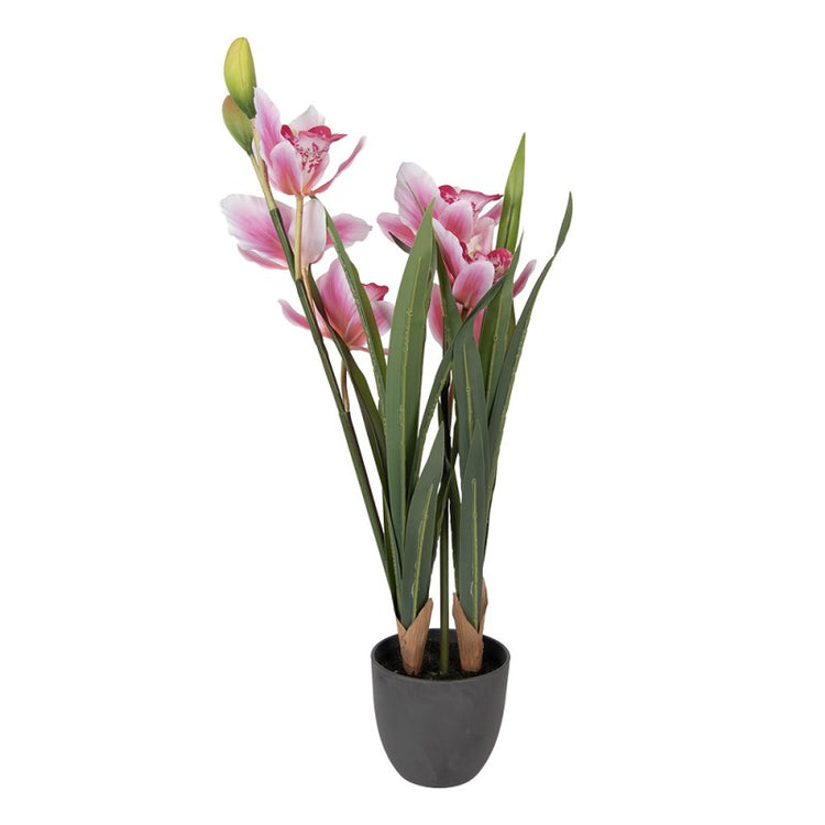 - productfoto Noby's Kadoshop