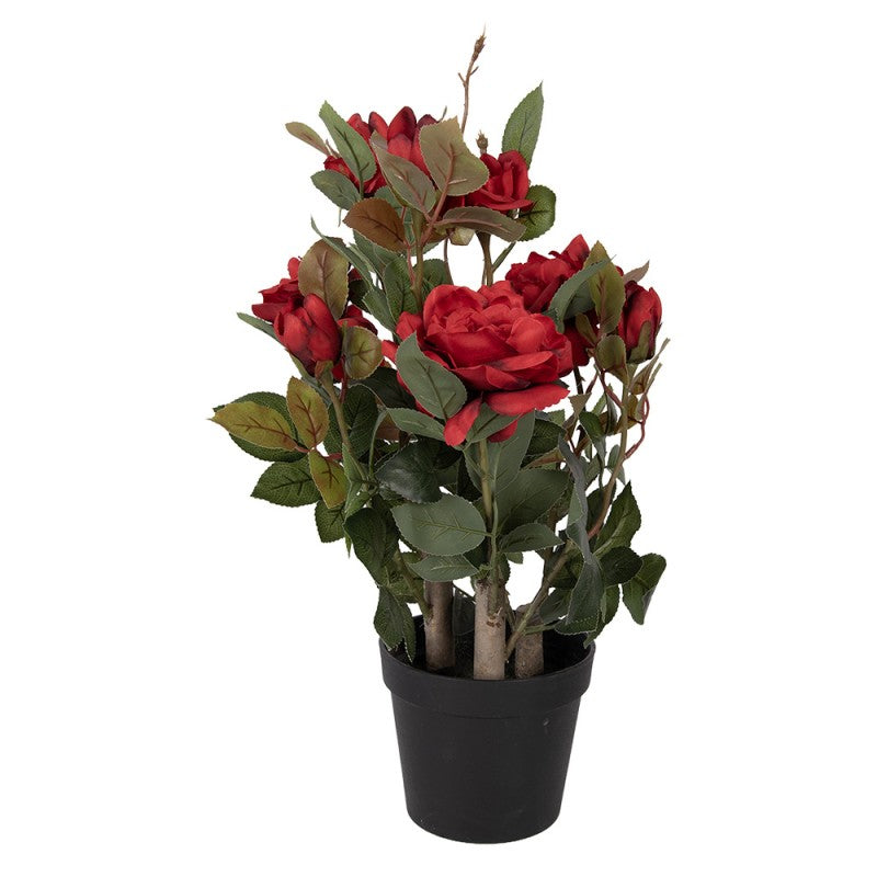 - productfoto Noby's Kadoshop